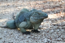 Blauer Leguan