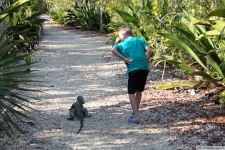 Blauer Leguan (links)