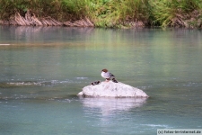 Haines, Chilkoot River