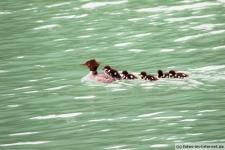 Haines, Chilkoot River