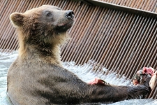 Haines, Chilkoot River