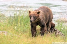 Haines, Chilkoot River