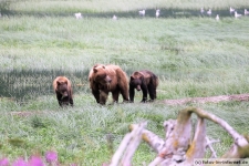 Haines, Chilkoot River