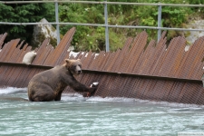 Grizzlybär in Haines