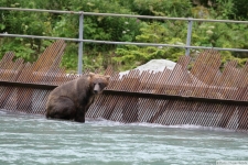 Grizzlybär in Haines