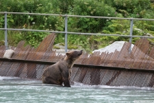 Grizzlybär in Haines