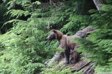Grizzlybär in Haines