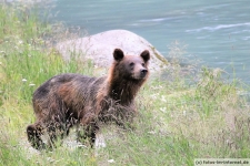 Haines, Chilkoot River