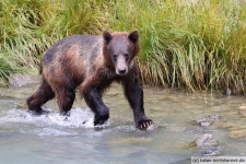 Haines, Chilkoot River