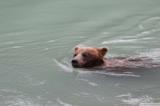 Grizzlybär in Haines