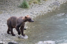 Grizzlybär in Haines