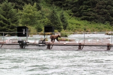 Grizzlybär in Haines