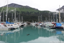 Seeotter im Hafen von Seward