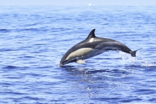 Common-Dolphin-Azoren