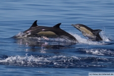 Gemeiner Delfin Azoren Sao Miguel