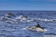 Gemeiner Delfin Gruppe Azoren Sao Miguel