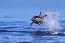 Common Dolphin