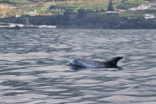 Risso Dolphin auf den Azoren, Sao Miguel