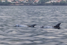 Risso Dolphins auf den Azoren, Sao Miguel