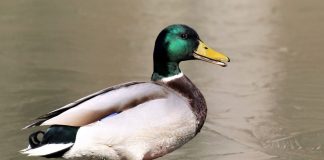 Bild einer Ente