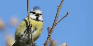 Blaumeise