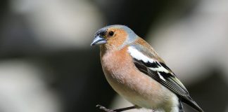 Buchfink