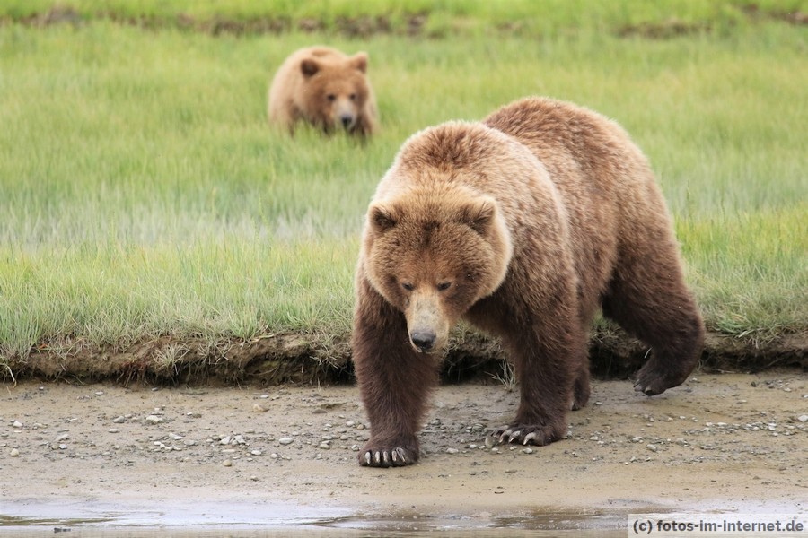 Braunbär