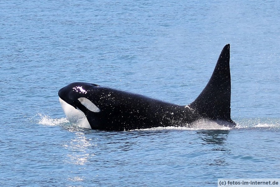 Orca Bild