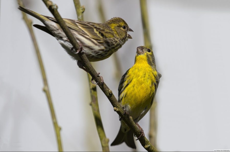 Girlitz Männchen und Weibchen