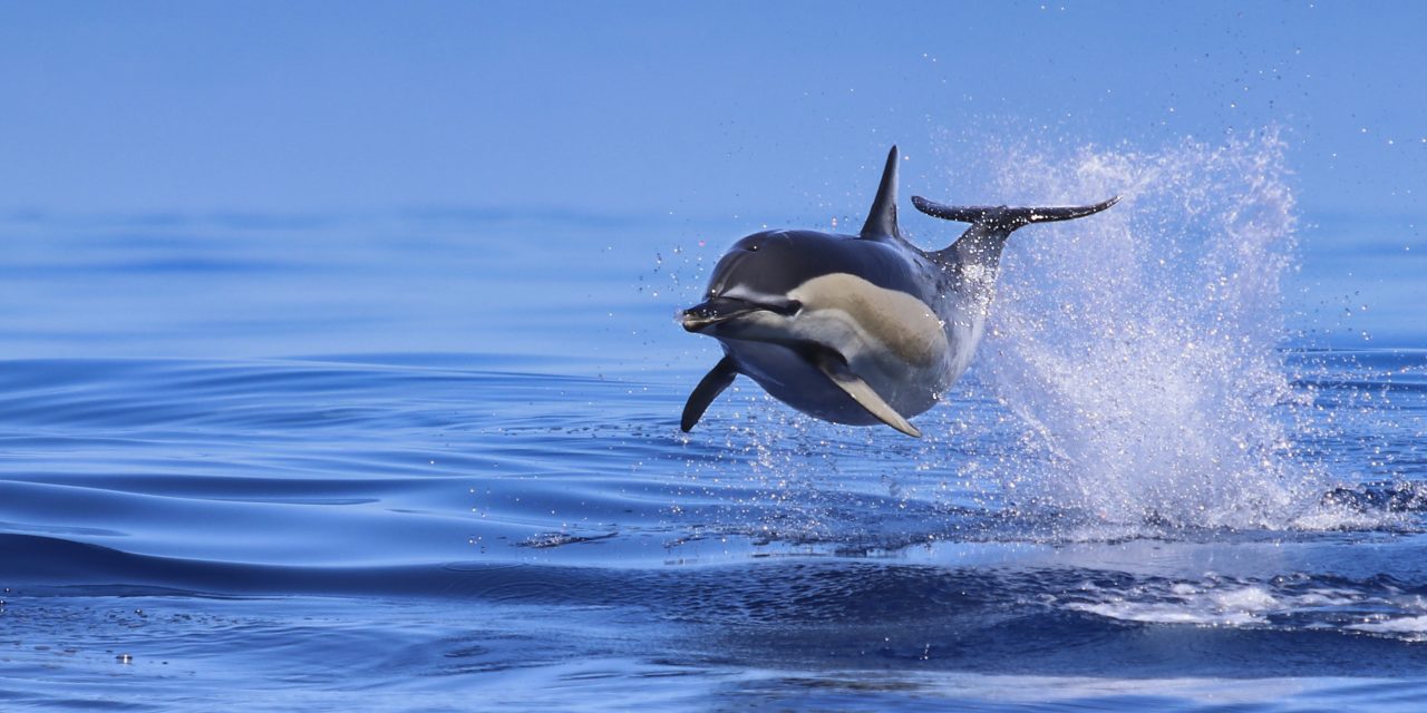 Whale Watching auf den Azoren - Common Dolphin