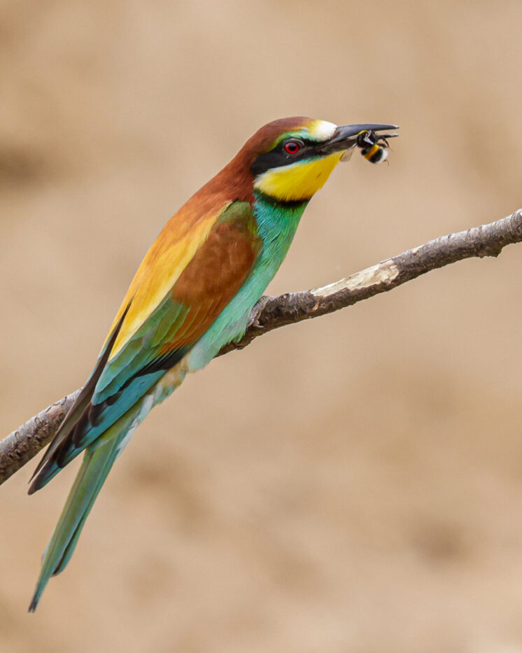 Bee-eater with prey
