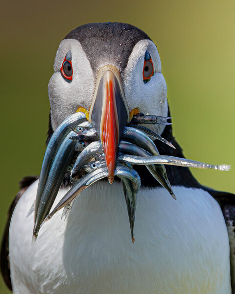 Atlantic Puffin Carrying Multiple Sand Eels