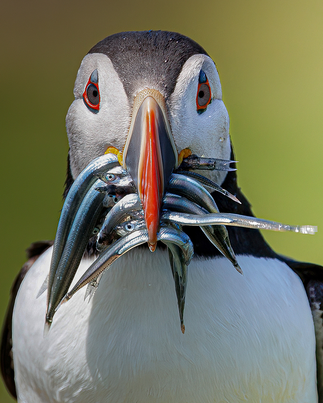 Atlantic Puffin Carrying Multiple Sand Eels