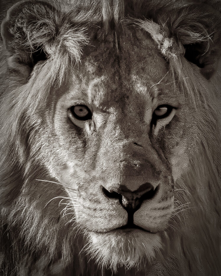 Lion Portrait in Black and White