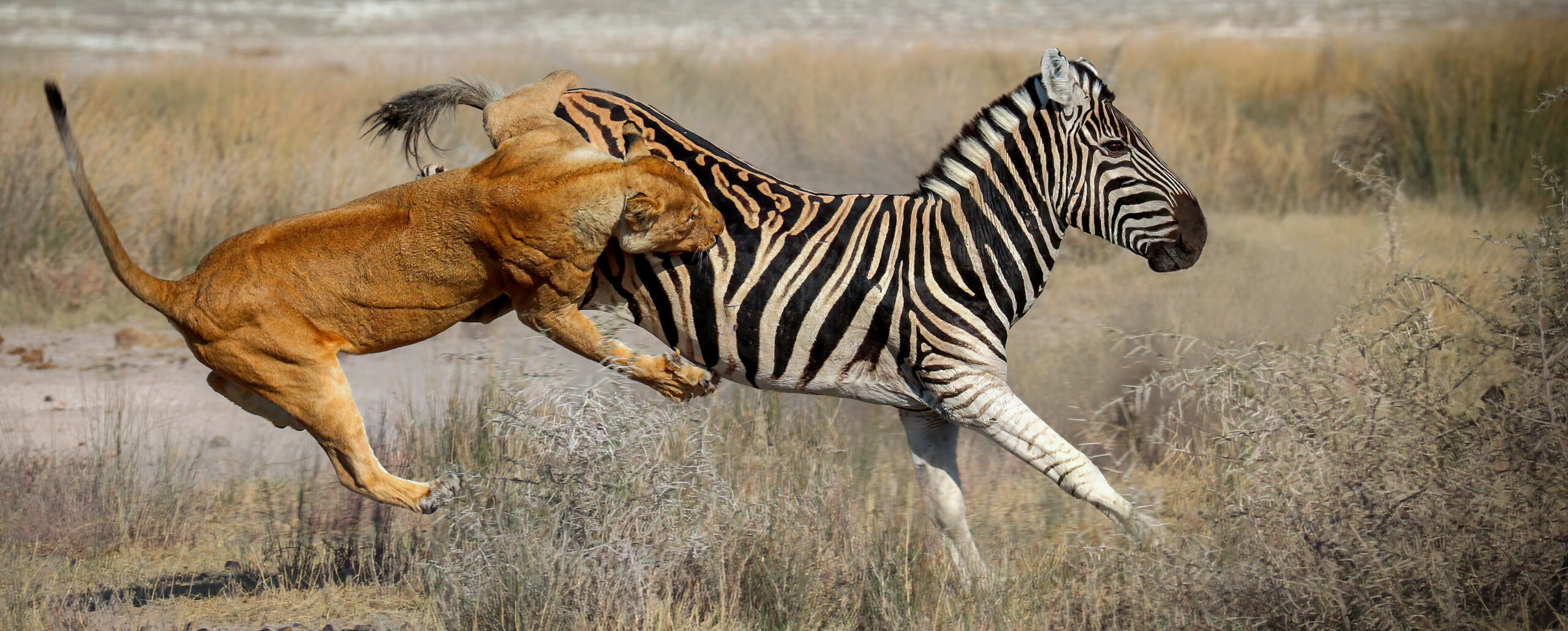 A lioness chasing a zebra across the Namibian savanna