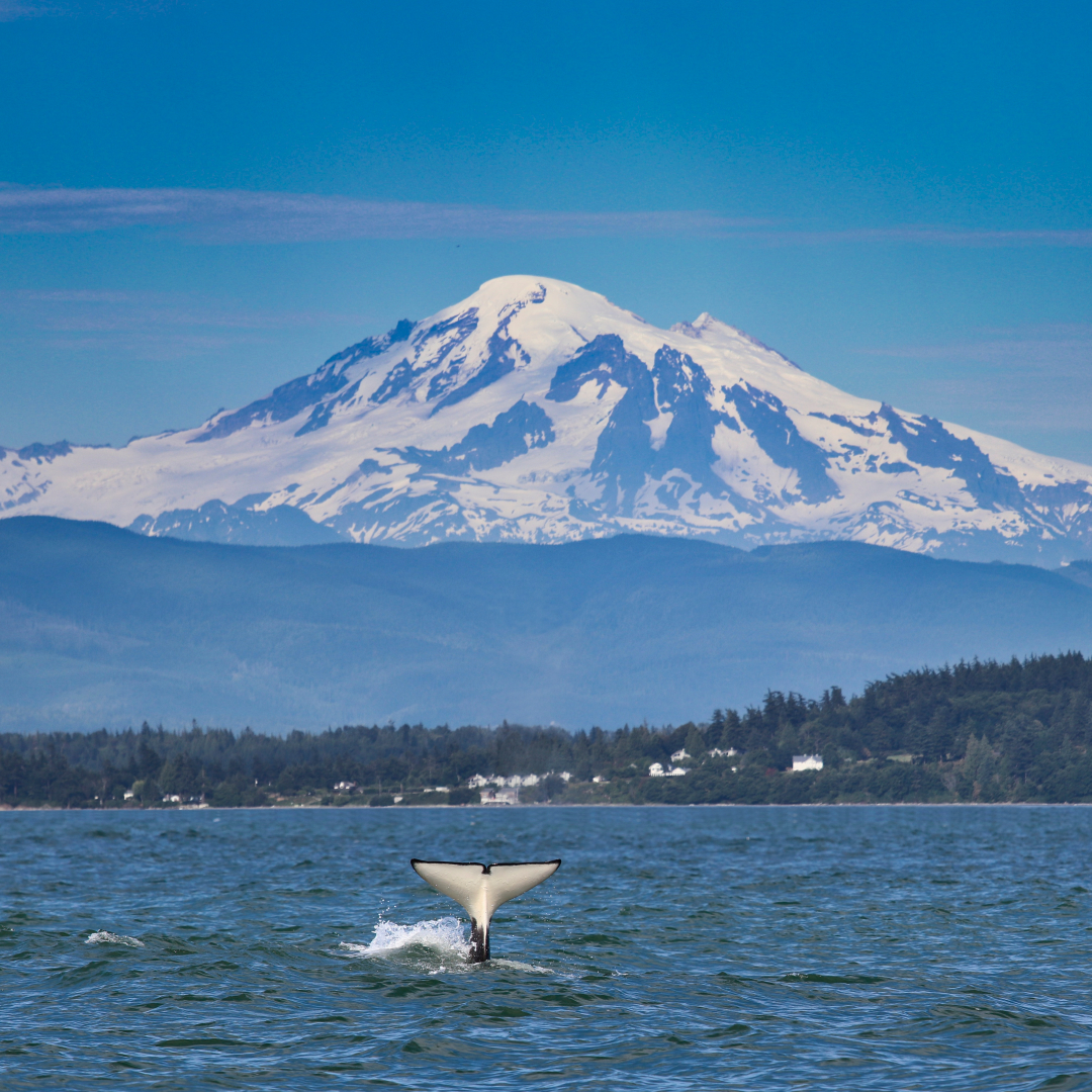 Orca tail fluke slapping the water with Mount Baker in the background