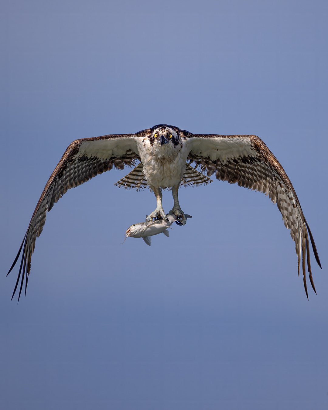 Osprey flying toward the camera with a fish in its talons
