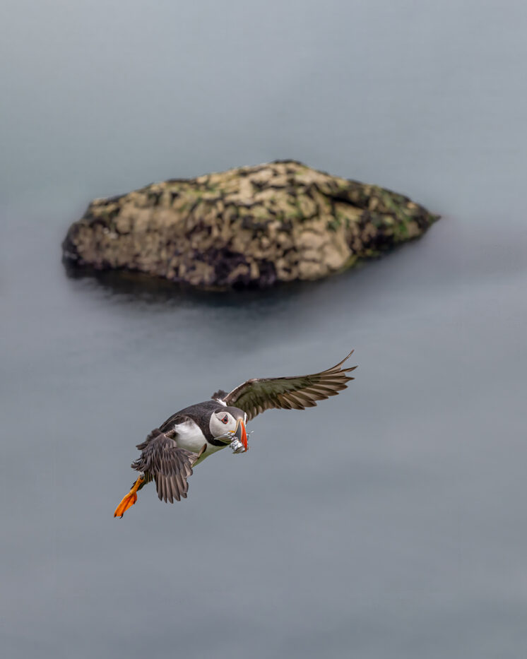 Atlantic Puffin, Skomer Island
