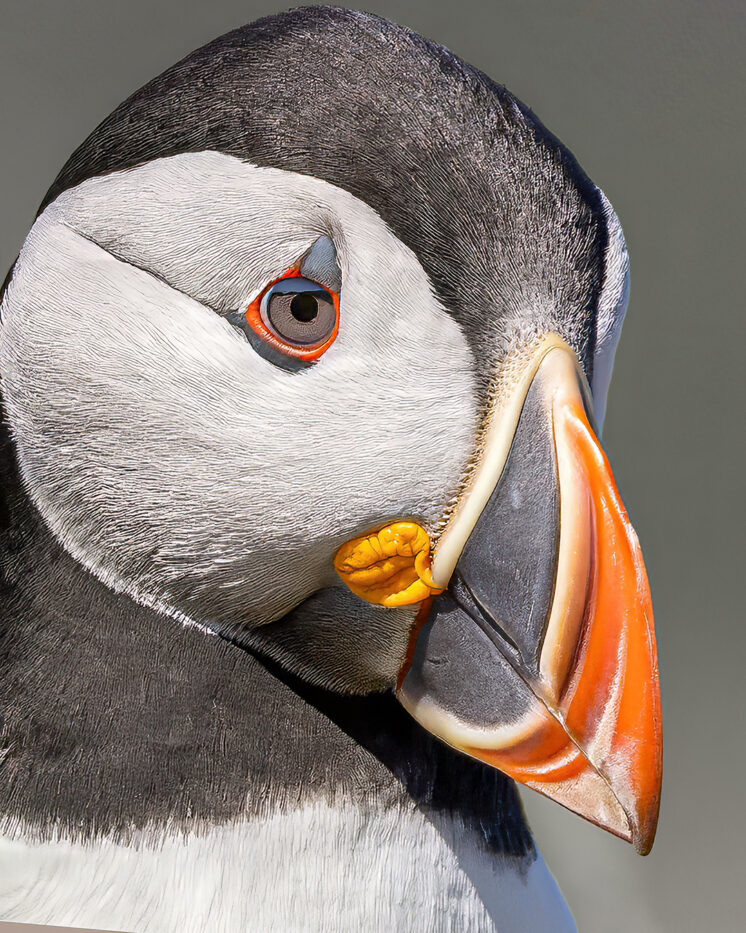 Atlantic Puffin Portrait