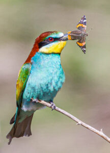 Color encounter — hunter and wings