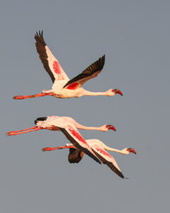Trio in Flight - Pink in Motion Flamingos