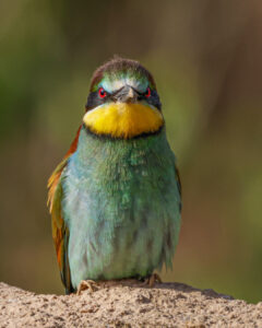 Bee-eater