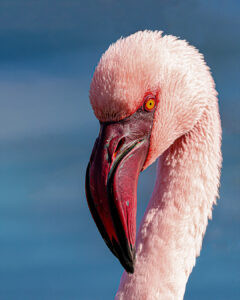 Flamingo Flamingo
