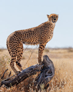 Cheetah in Namibia, Etosha NP Cheetah in Namibia, Etosha NP