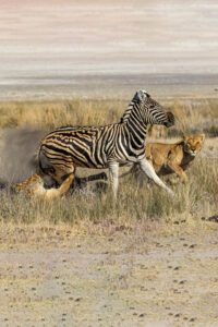 Lion Attack Lion Attack