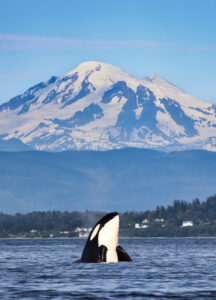 Orca Spy Hopping, Vancouver Island Orca Spy Hopping, Vancouver Island