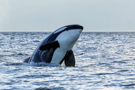Orca Jump Orca Jump