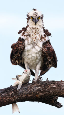 Osprey on a perch with a fish, Florida West Coast Osprey on a perch with a fish