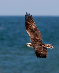 Osprey in flight scanning the water for fish, East Florida Osprey in flight scanning the water for fish