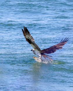 Osprey rising from the water with a large fish in its talons, East Florida Osprey rising from the water with a large fish in its talons